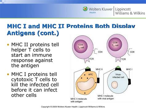 PPT Chapter 13 The Immune Response PowerPoint Presentation Free