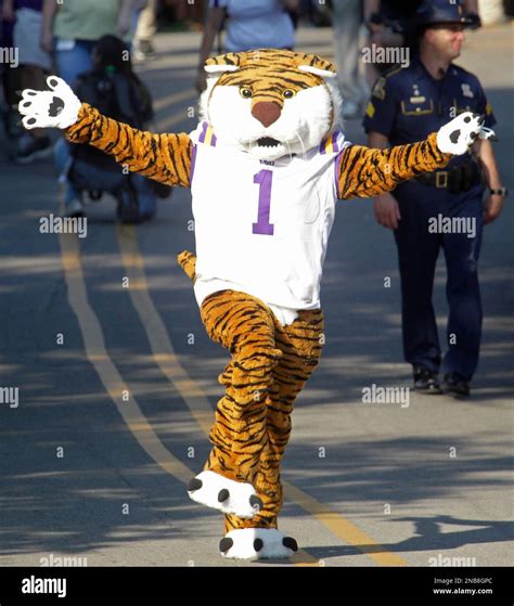 LSU mascot Mike the Tiger arrives at Tiger Stadium before the start of the LSU-Northwestern ...