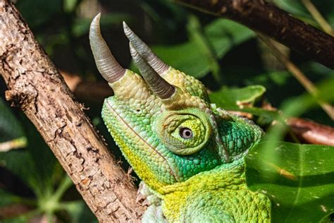 Camaleón de tres cuernos hábitat y características Mis animales