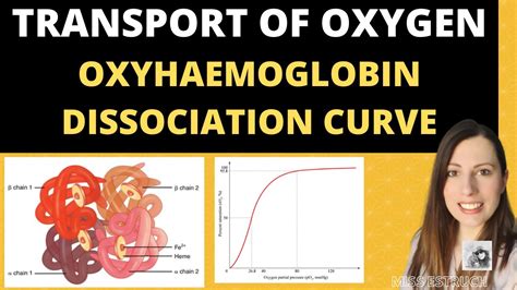 A-level Biology- Structure of HAEMOGLOBIN and Oxyhaemoglobin ...