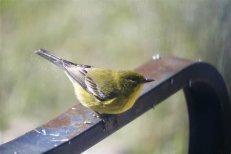 Pine Warbler Setophaga Pinus Se Louisiana January Flickr