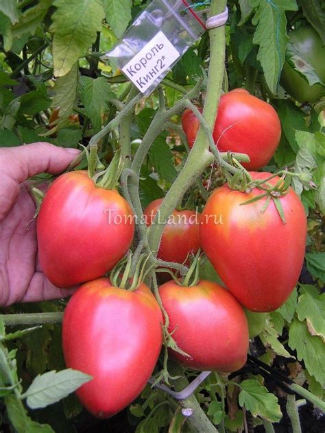 Томат Король Кинг: описание сорта, отзывы, фото