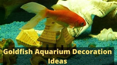 Goldfish Aquarium Decoration Ideas - The Kitty Expert