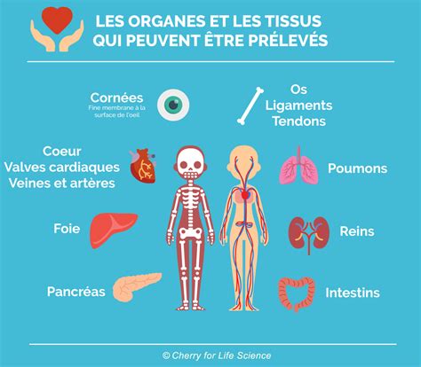 Pour Ou Contre Le Don Dorganes En France à Chacun Sa Position