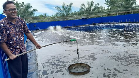 Wujudkan Mimpi Membangun Ekonomi dari Udang Vaname