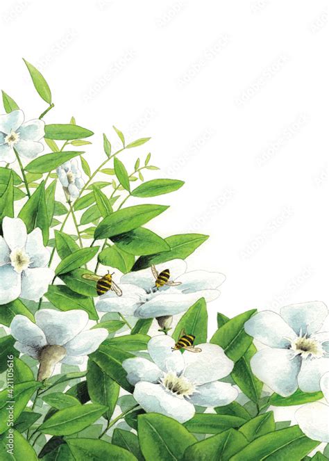 Ilustración de flores blancas y hojas verdes. Abejas volando. Fondo ...