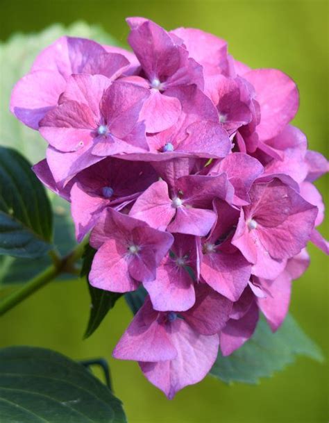 plantas de jardín hortensias Handfie DIY