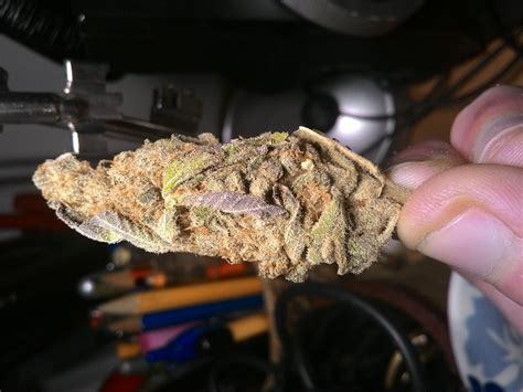 Photos Of Green Poison Weed Strain Buds Leafly