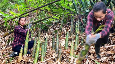 My Wife Harvests Bamboo Shoots And Brings Them To The Market To Sell