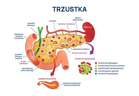 Przewlek E Zapalenie Trzustki Przyczyny Objawy Diagnostyka