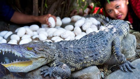 Amazing Catch Cooking Crocodile With Big Crocodile Eggs Recipe In