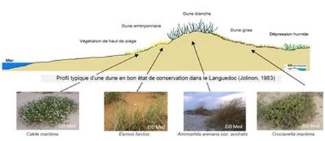 Le Suivi Cologique Et La Restauration Du Syst Me Dunaire Wikhydro