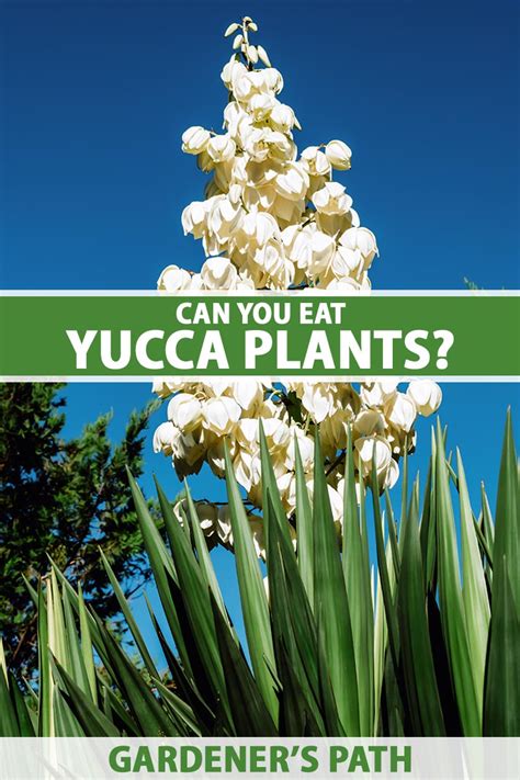 Are Yucca Vegetation Edible? | Gardener’s Path - Home Garden Trends