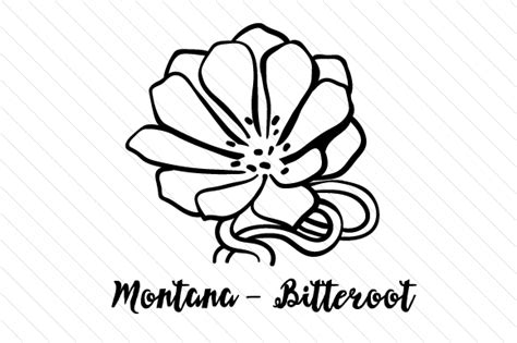 Bitterroot Flower Montana | Best Flower Site