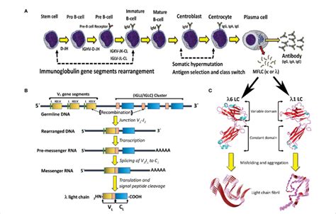 B Cell Differentiation Pathway And Mechanisms For Generation Of