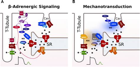 Adrenergic Pathway