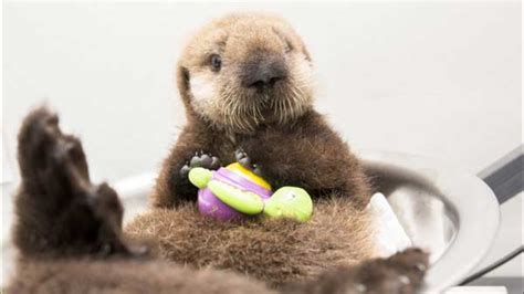 Baby sea otter makes a home at Shedd Aquarium | KABC7 Photos and ...