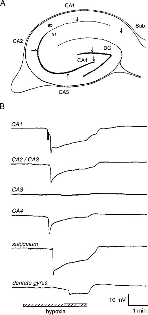 Figure From Intrinsic Optical Signals In Rat Hippocampal Slices