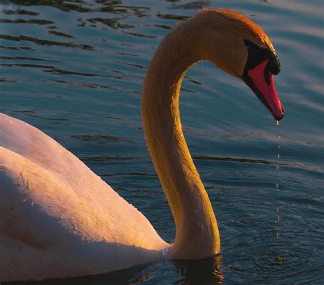 Redswan Swan In The Sunset Tom Christen Flickr