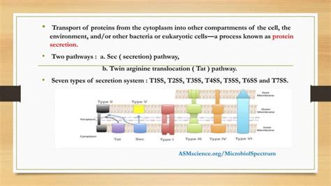 Bacterial secretion system and types .pptx | Free Download