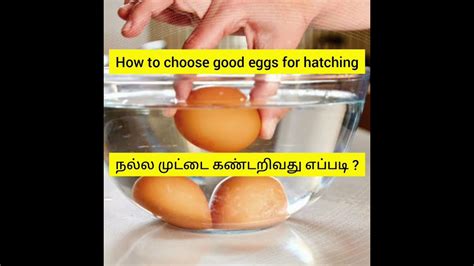 How To Choose Good Eggs For Hatching Youtube