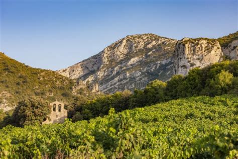 Vineyards In The Wine Region Languedoc Roussillon Roussillon France