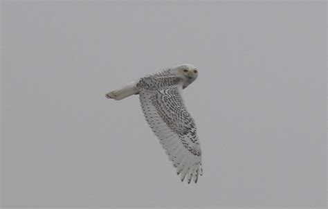 PHOTOS Humboldt S Rare Owl Sightings Continue As Snowy Owl Takes The