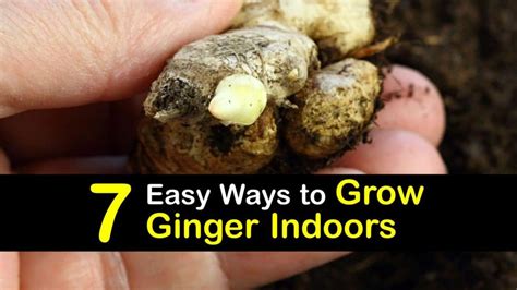 7 Easy Ways to Grow Ginger Indoors