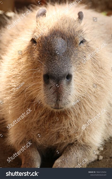 Capybara Zoo Japan Stock Photo 1864125454 | Shutterstock