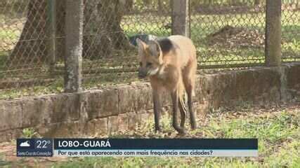 Presença de lobos guarás nas cidades é reflexo das queimadas e busca