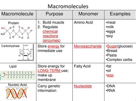 Macromolecules Examples