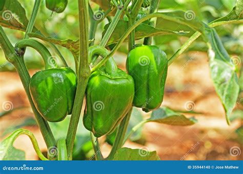 capsicum fruits  plant stock photo image  farm earth