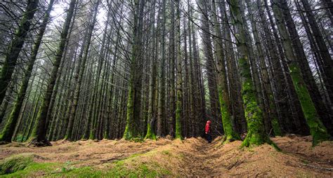 POW: Lost in the Forest of Arran - Find Away Photography