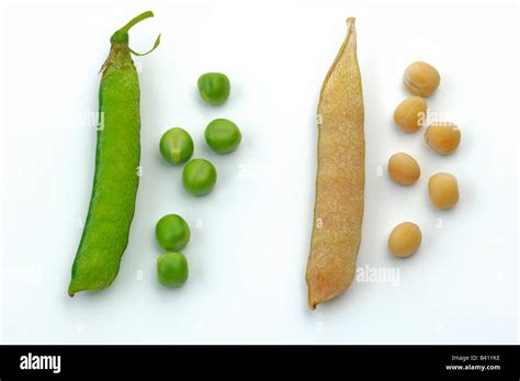 Garden Pea Pisum Sativum Ripe And Unripe Pods And Peas Stock Photo