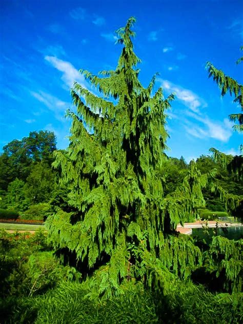 Weeping Alaskan Cedar For Sale Online The Tree Center