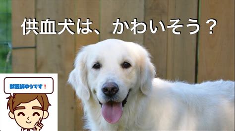 【獣医が解説】供血犬について知ってほしいこと 〜供血犬「シロ」ちゃんのニュースを見て〜 - YouTube