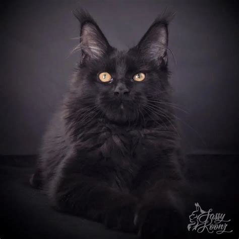 Black Maine Coon - The Exotic and Mythical Mini Panther