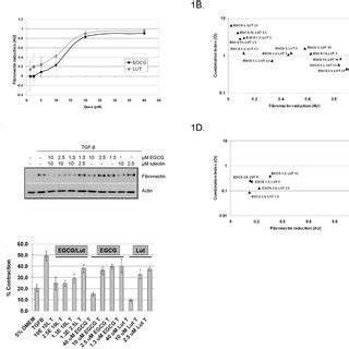 A Wpmy Cells Were Treated With Or Without Ng Ml Tgf For