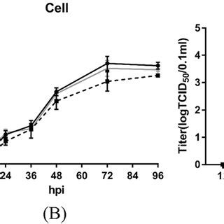 Replication kinetics of parental and mutant viruses. Confluent DEF ...
