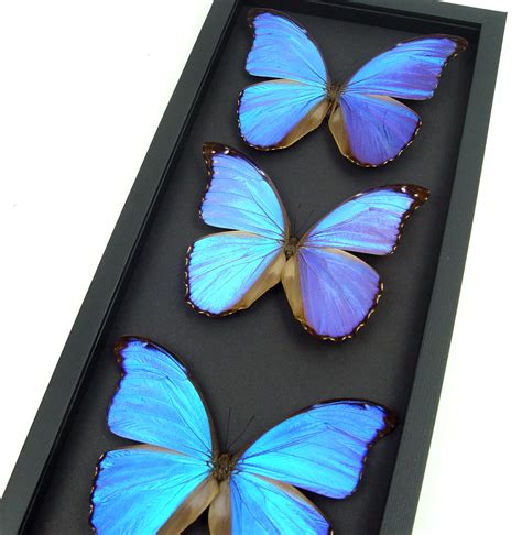 Blue Morpho Framed Butterflies Morpho Collection