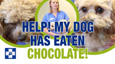 What Happens If A Dog Eats Chocolate Symptoms