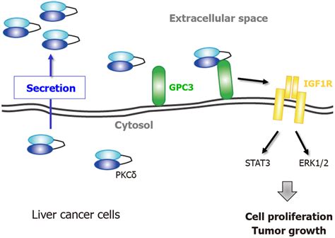 Extracellular protein kinase Cδ shows oncogenic property in liver