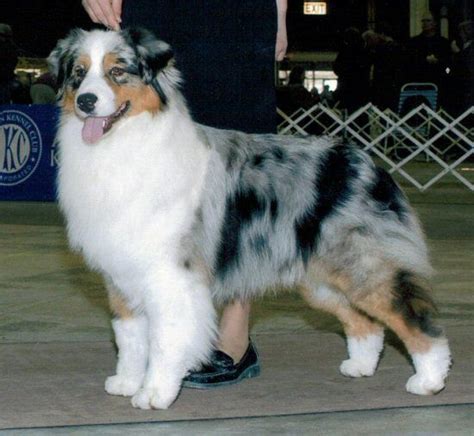 My Pup S Grandsire And The Sire Of The BOB Winner At Westminster 2013