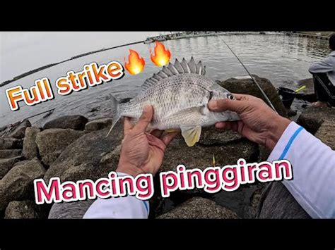 Full strikemancing pinggiran di laut jepang strike kibire キビレ