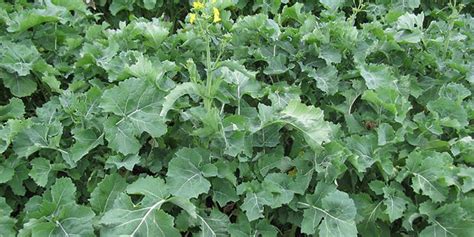 Brassica napus - description and flowering period, general distribution ...