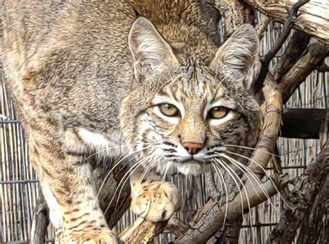 Bobcat - Facts - Natural History - Conservation Status - Project Survival Cat Haven