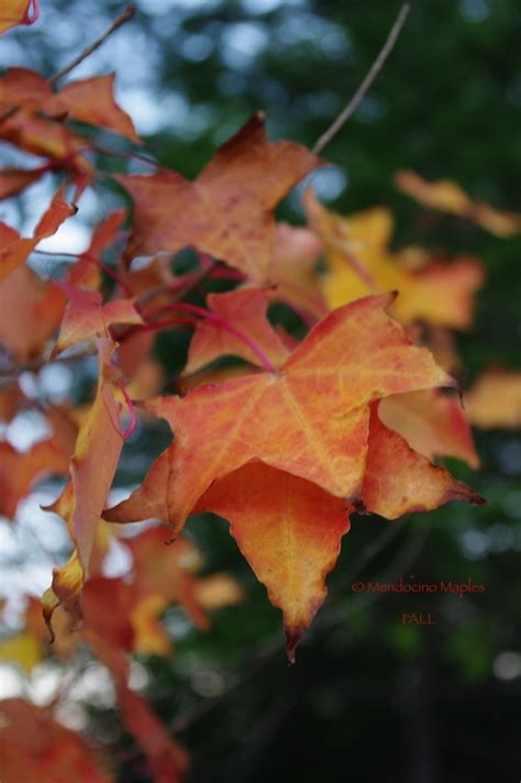 Acer mono - Mendocino Maples Nursery