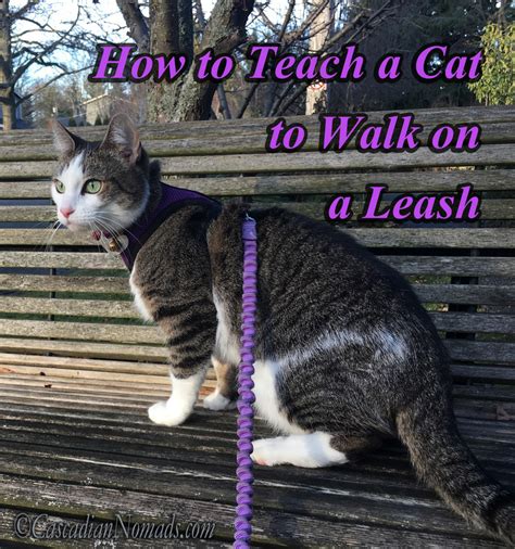 Walk Your Pet Month How To Teach A Cat To Walk On A Leash Cascadian