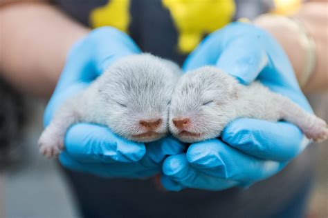 Baby Otters Born at the Santa Barbara Zoo