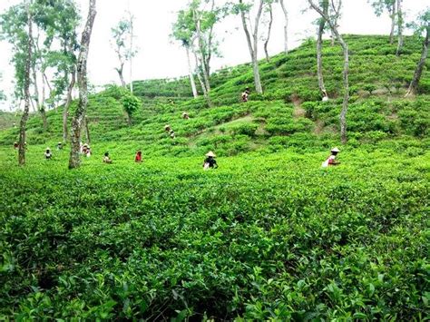 Amazing Bangladesh: Beautiful Tea Garden of Habiganj. Sylhet Bangladesh